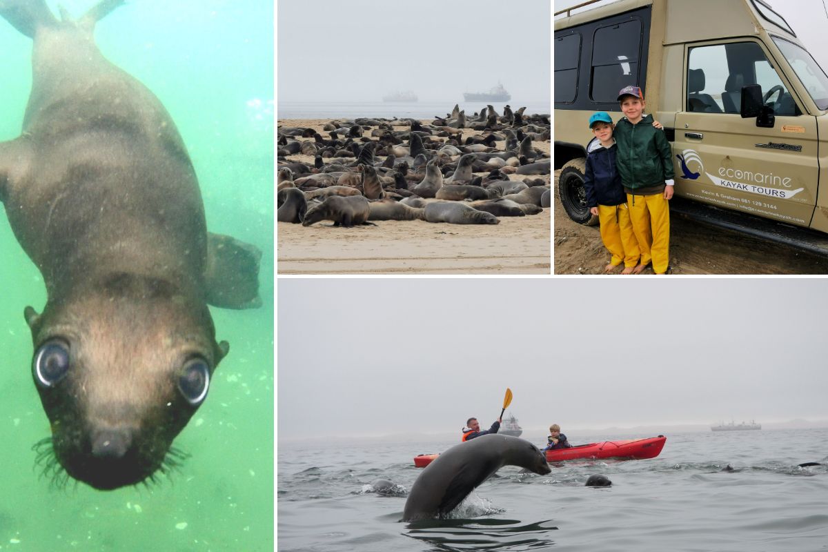 Images of seals from the Eco Marine Kayak Tour in Walvis Bay in Namibia.
