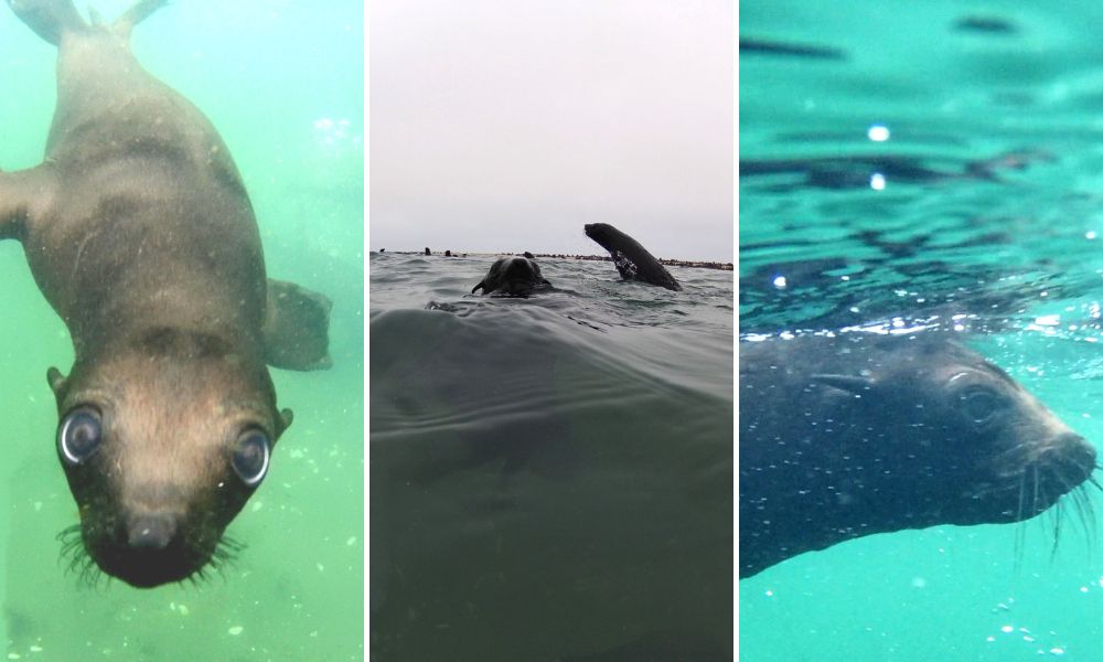 Images of seals taken during the Eco Marine Kayak trip in Walvis Bay.
