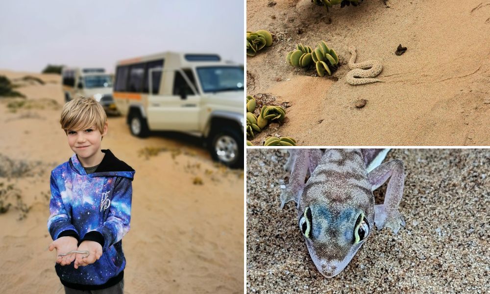 Images of some small desert animals found on a living desert tour in Swakopmund.