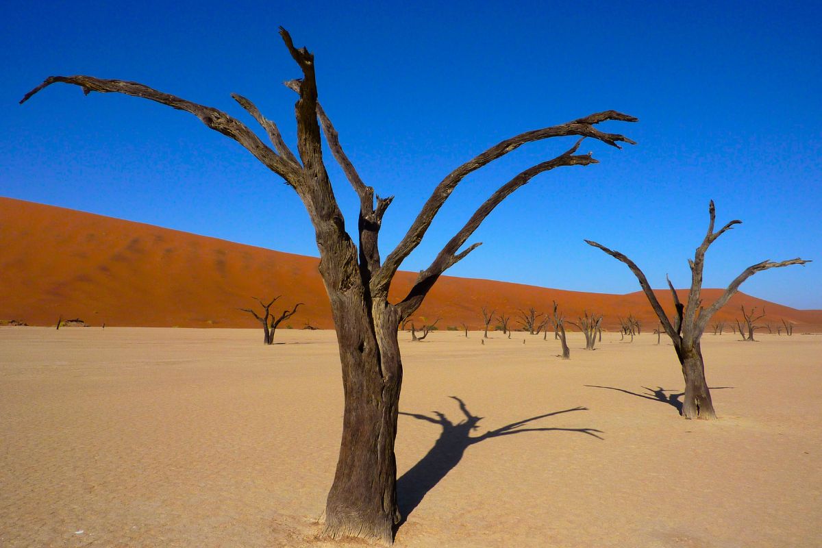 Landscape photo of Deadvlei in the Namib Naukluft National Park in Namibia - one of the most unusual places to see in Namibia.