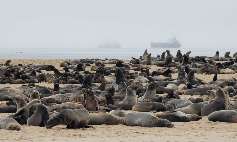 Large seal colony on a beach in Walvis Bay.