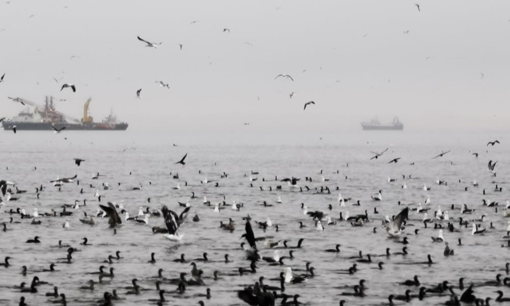 Marine birds in the sea at Walvis Bay.