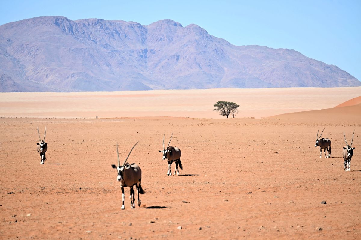 Oryx walking towards the camera in the Namib Rand desert in Namibia.