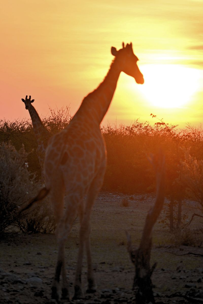 Two giraffe at sunset in Etosha National Park.