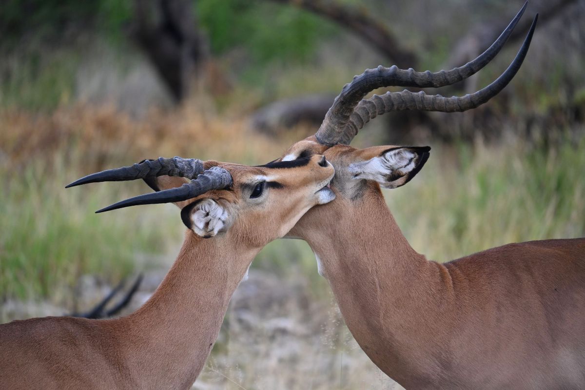 Two impala nibbling each other in Etosha National Park in Namibia.