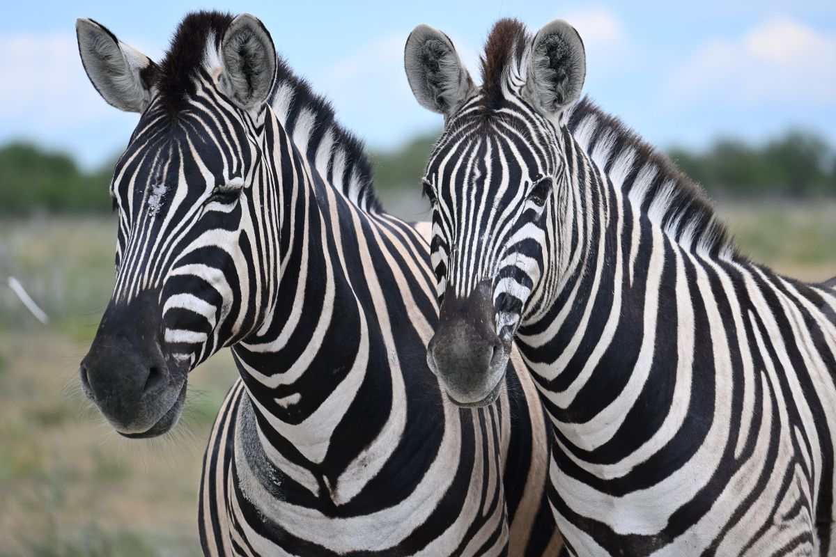 Two zebra looking at the camera in Etosha National Park on a 14 day Namibia road trip.