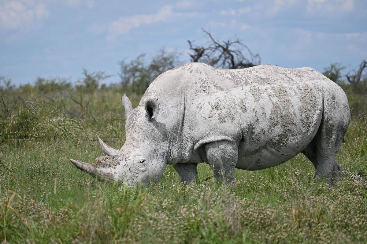 White rhino grazing on grass in Etosha National Park seen on a safari during a 2-week Namibian self-drive road trip.