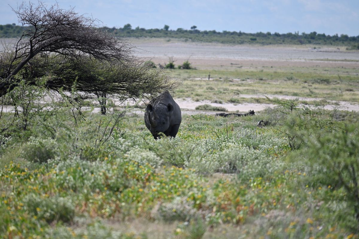 Black rhino hiding under a bush in Etosha National Park in Namibia.
