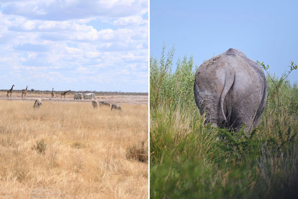 Difference in scenery between seasons in Etosha National Park helping people decide when the best time to visit Etosha National Park is.
