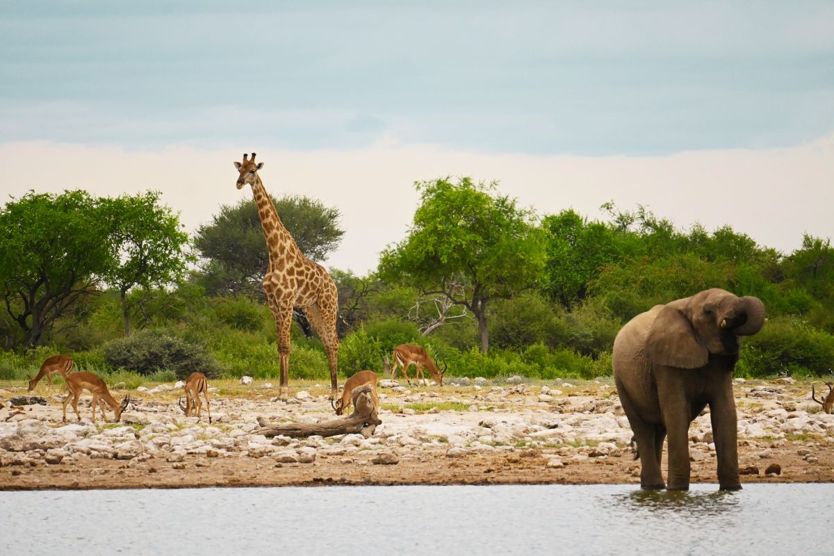 Elephant, giraffe and antelope at a water hole in Etosha National Park.