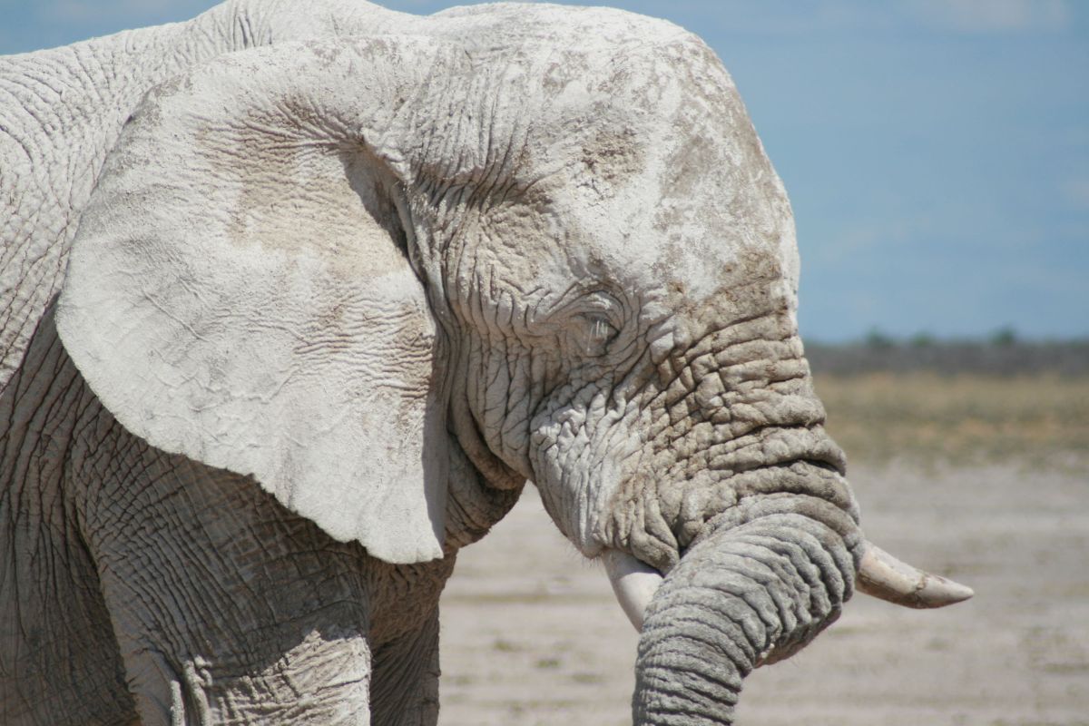 Ghost of Etosha - a white elephant in Etosha National Park covered in salt rich mud.