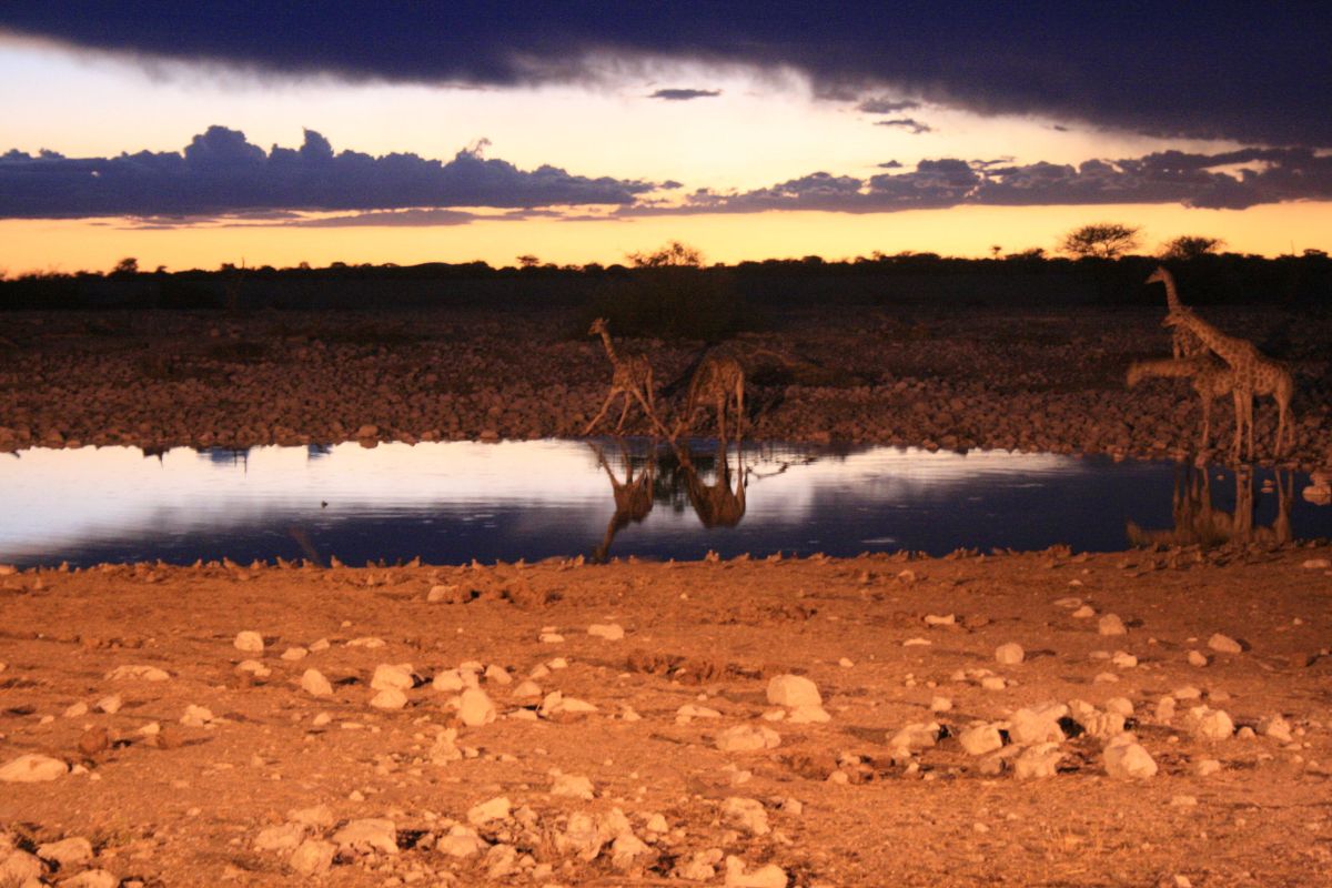 Giraffe at a watering hole at night at Okaukuejo Camp in Etosha.