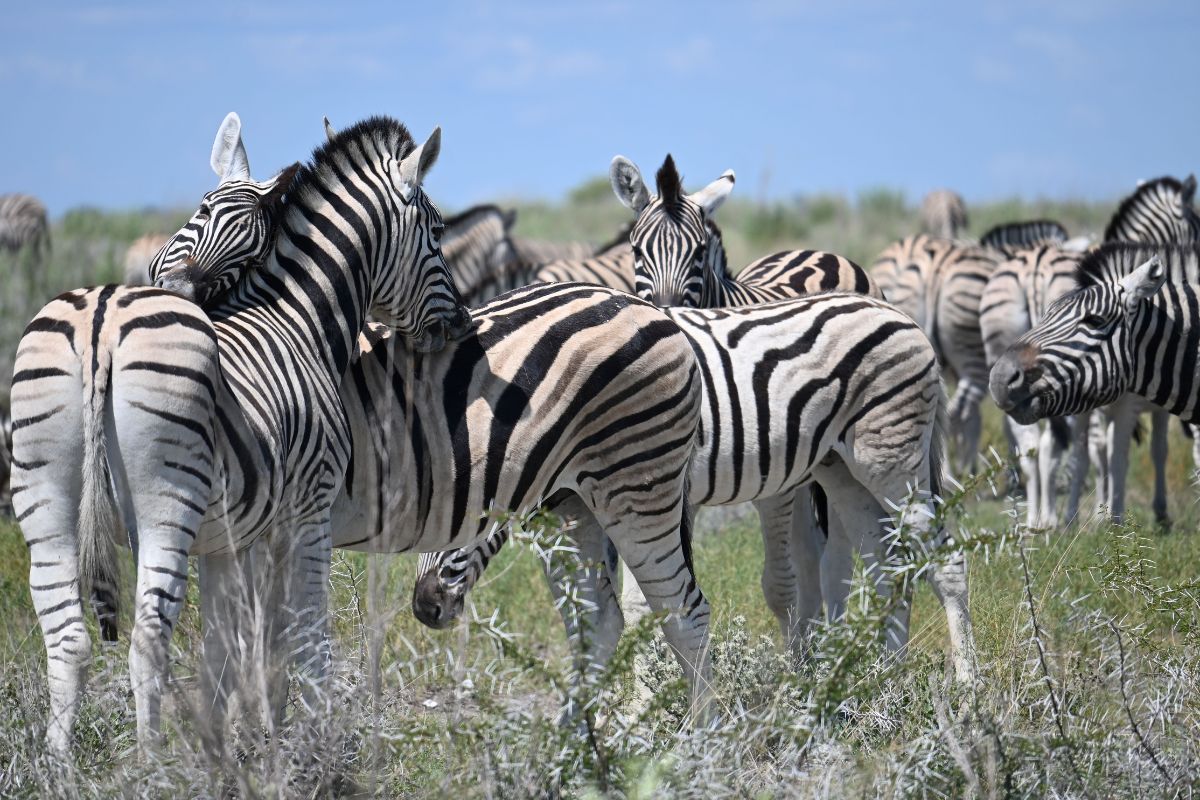Herd of zebra playing in the grasses in Etosha National Park.