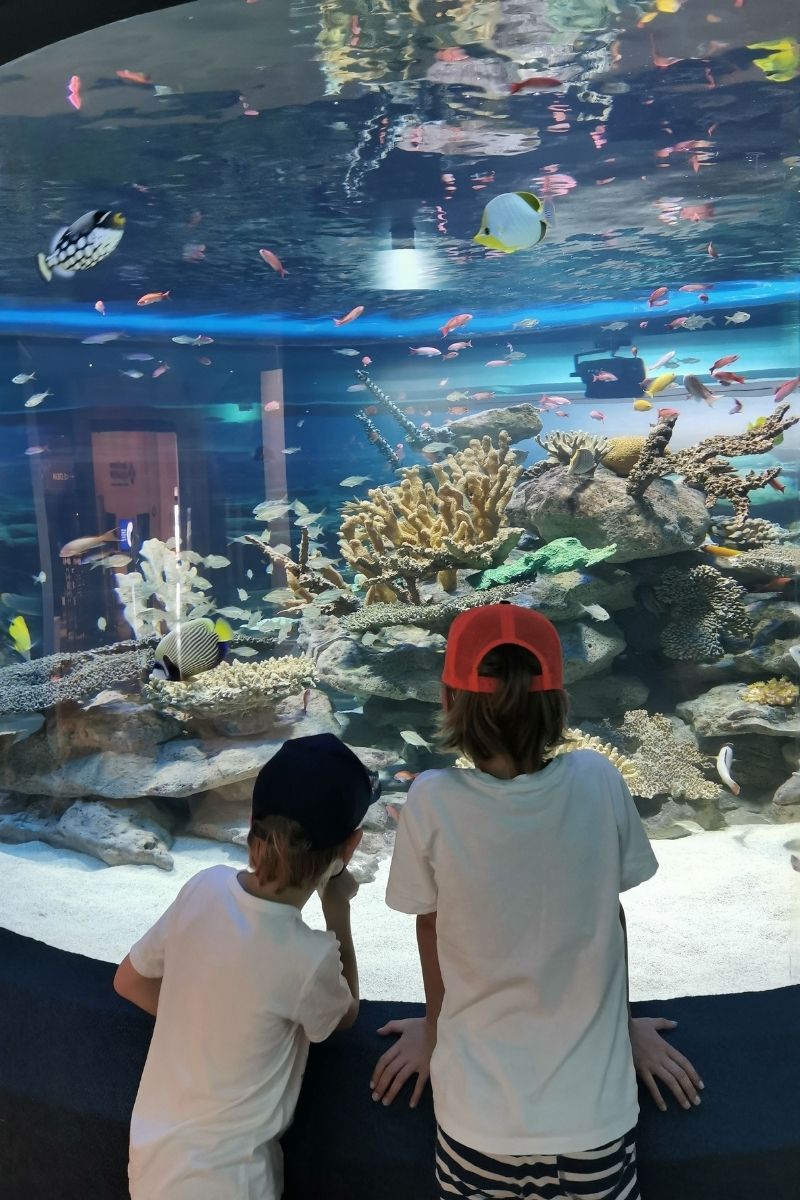 Kids looking at fish in an aquarium.
