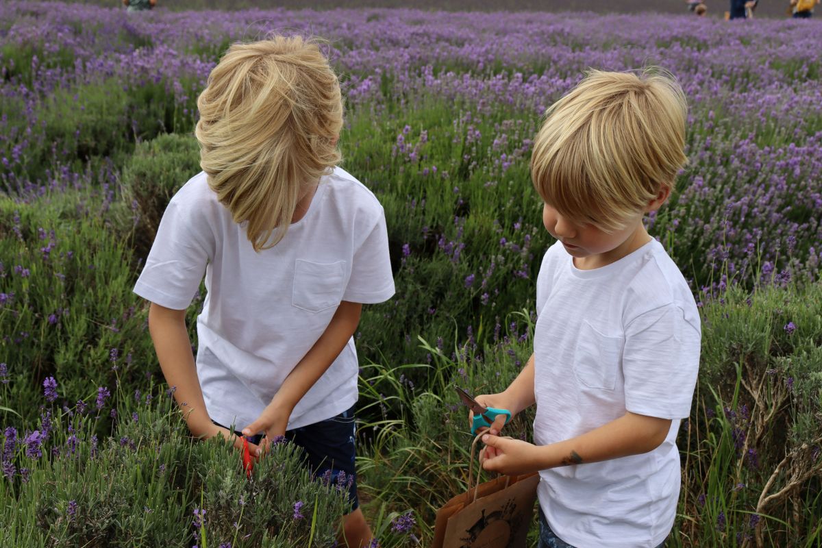 Kids taking lavender cuttings in a lavender field.