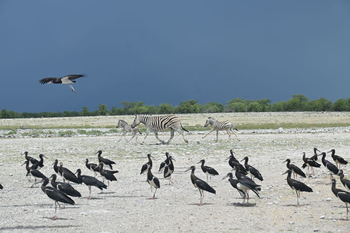 Large flock of birds next to a family of zebra.
