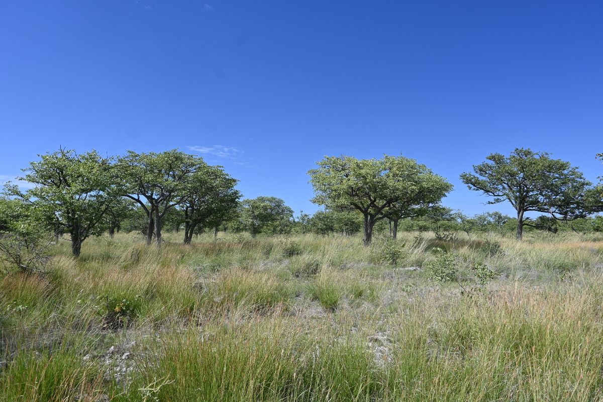 Lush green landscape of Etosha National Park during the wet season.