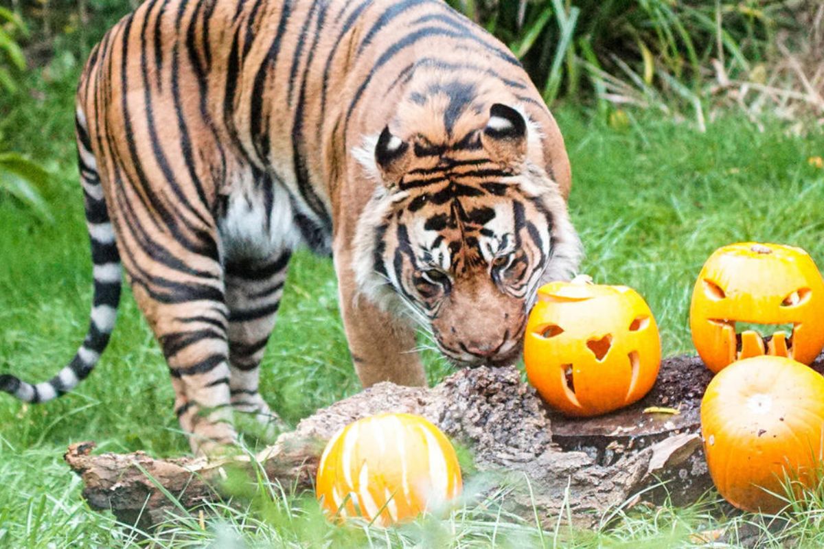 Tiger at London Zoo with carved pumpkins. during a Halloween event in London.