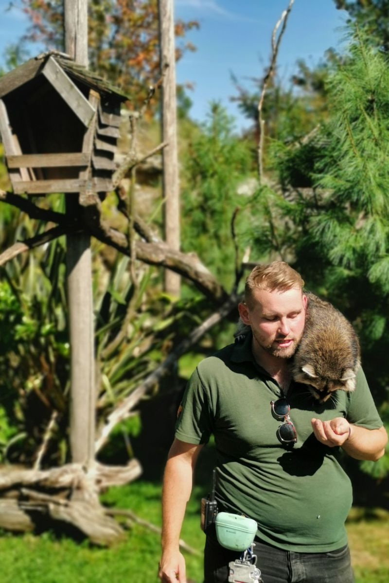 Zookeeper with a raccoon on his shoulder giving a raccoon talk at Chessington World of Adventures.