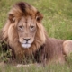 Male lion at Kariega Game Reserve.