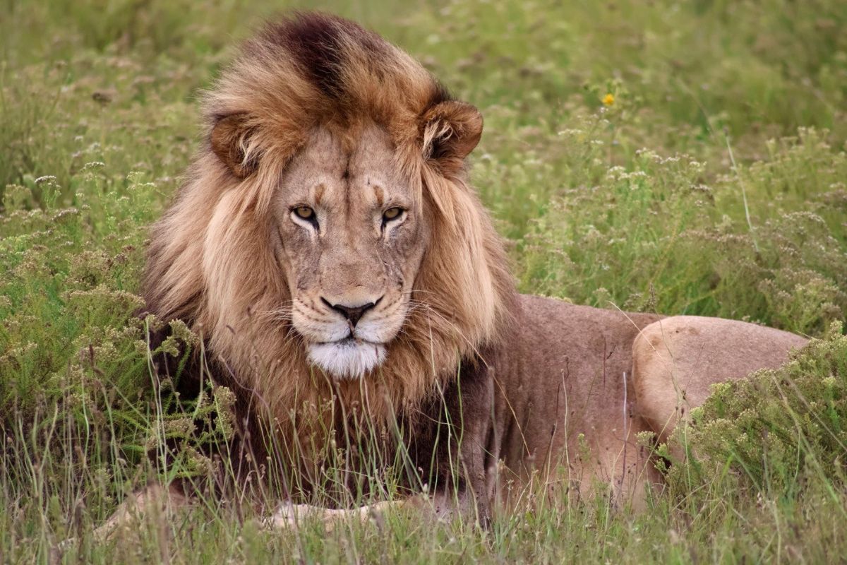 Male lion at Kariega Game Reserve.