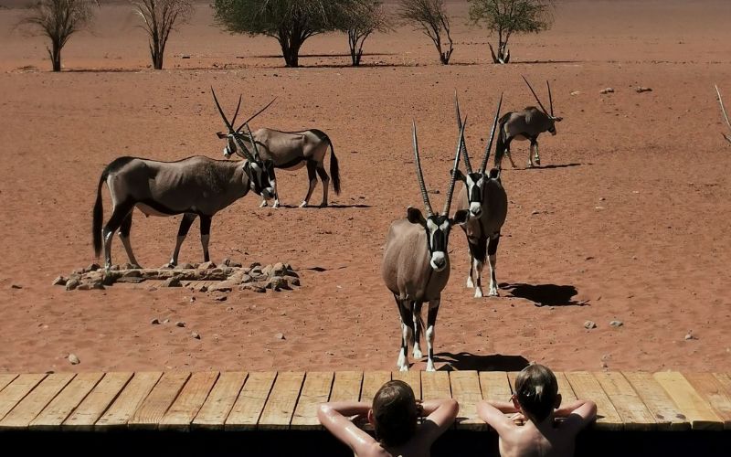 Two boys in a swimming pool in Namibia watching Oryx.