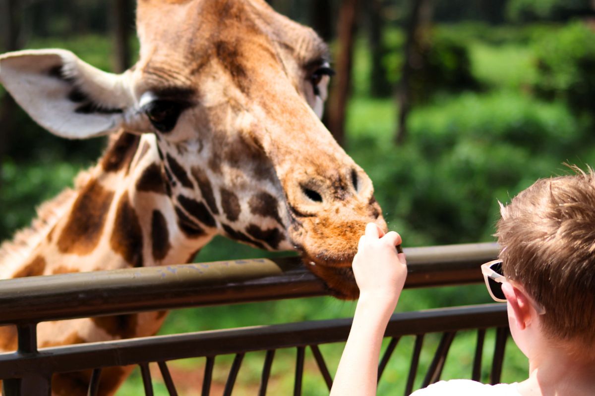 Child feeding a Giraffe at the Girafe Centre in Nairobi.