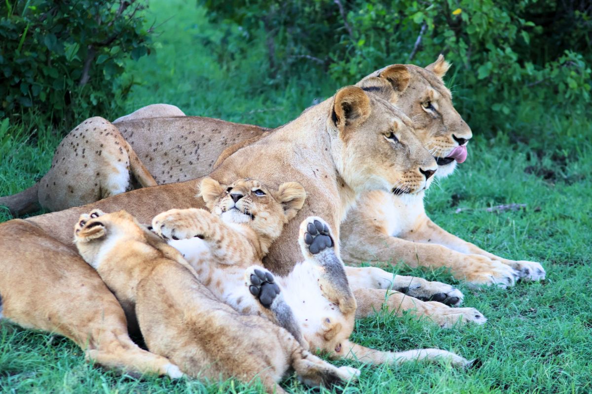 Family of lions seen on a Go2Africa safari in Kenya.